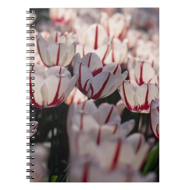 Caderno Espiral Tulipas (Frente)