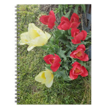 Tulipas