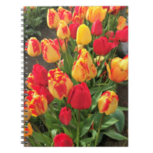 Caderno Espiral Tulipas Amarelas e Vermelhas