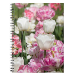 Caderno Espiral Tulipas brancas e cor-de-rosa brilhantes num dia e