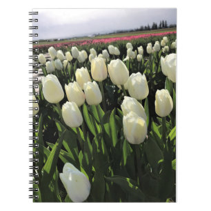 Caderno Espiral Tulipas Brancas em um Campo, Oregon