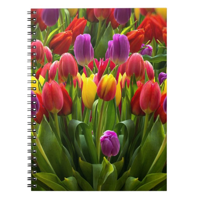Caderno Espiral Tulipas Bris (Frente)
