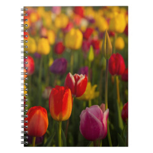 Caderno Espiral Tulipas, Festival de Tulipas, Woodburn, Oregon, EU