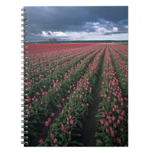 Caderno Espiral Tulipas rosa brilhante e vermelho brilham sob o es