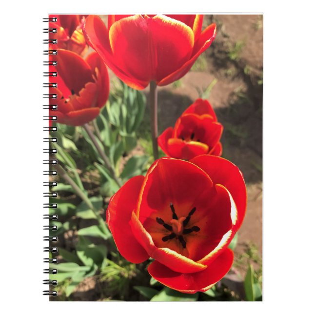 Caderno Espiral Tulipas Vermelhas dentro (Frente)