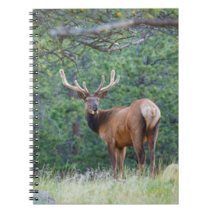 Caderno Espiral Um Alce Olhando para Trás Montanhas Rochosas