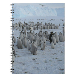 Caderno Espiral Um bando de pingões na Antártica, foto.