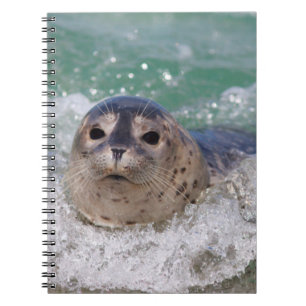 Caderno Espiral Um filhote de foca surfando