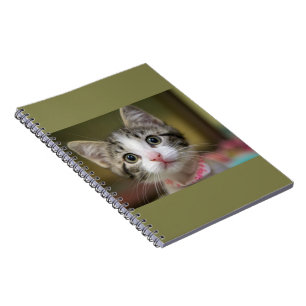 Caderno Espiral Um gatinho fofo com olhos verdes