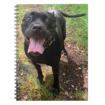 Um notebook Cane Corso X