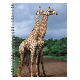 Caderno Espiral Um Par de Girafas na Estrada, Kruger Nacional