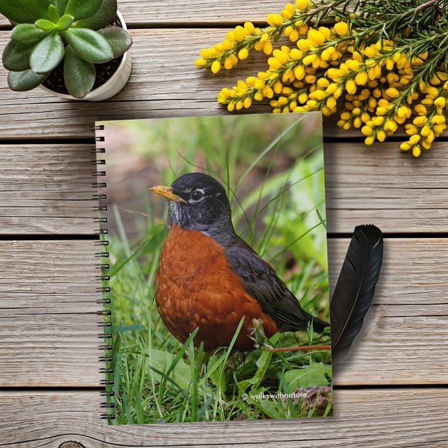 Caderno Espiral Um Robin Americano Esperançoso (Hopeful American Robin in the Grass Journal Cover Photo)