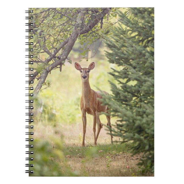 Caderno Espiral Um Veado Solitário (Frente)
