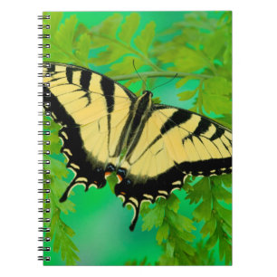 Caderno Espiral Uma Borboleta Rabo de Andorinha Pousando