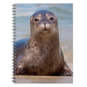 Caderno Espiral Uma foca em uma praia ao longo da Costa do Pacífic