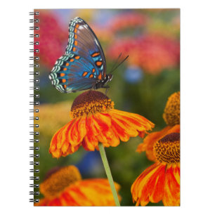 Caderno Espiral Uma Spicebush Swallowtail, Papilio troilus