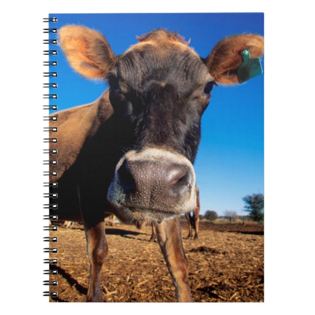 Caderno Espiral Uma vaca Jersey curiosa (Frente)