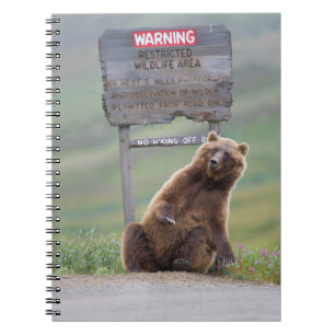 Caderno Espiral Urso Cinzento Brinca Com Placa