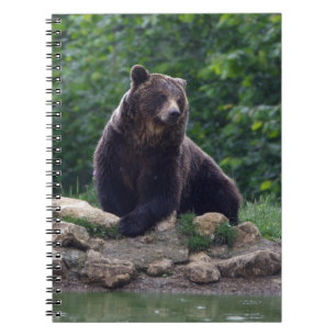 Caderno Espiral Urso de Brown