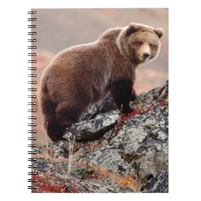 Caderno Espiral Urso de Denali Brown (Frente)