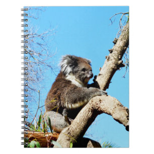 Caderno Espiral Urso De Koala Australiano Em Árvore De Pinheiro An