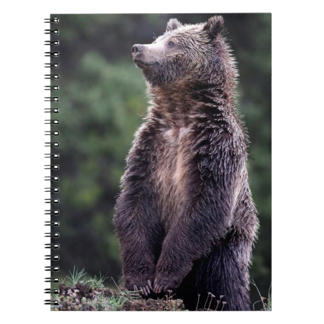 Caderno Espiral Urso de urso ereto (Frente)