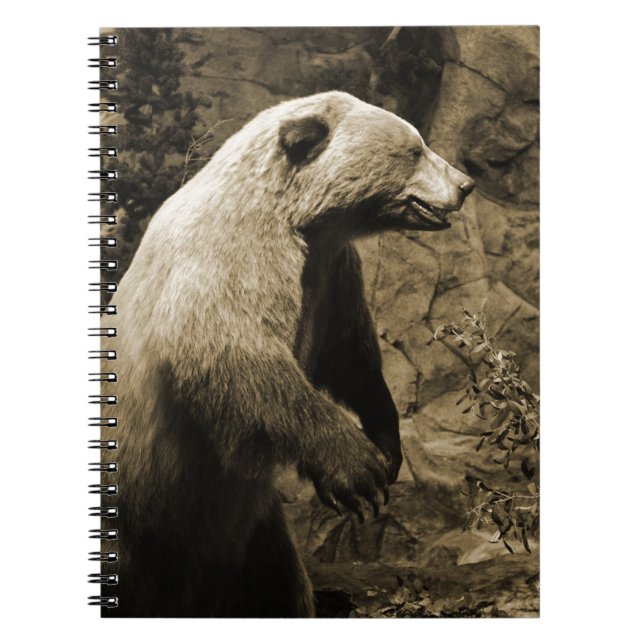 Caderno Espiral Urso Ordenado (Frente)