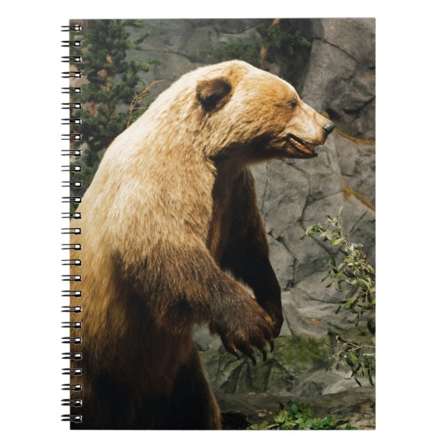 Caderno Espiral Urso Ordenado (Frente)
