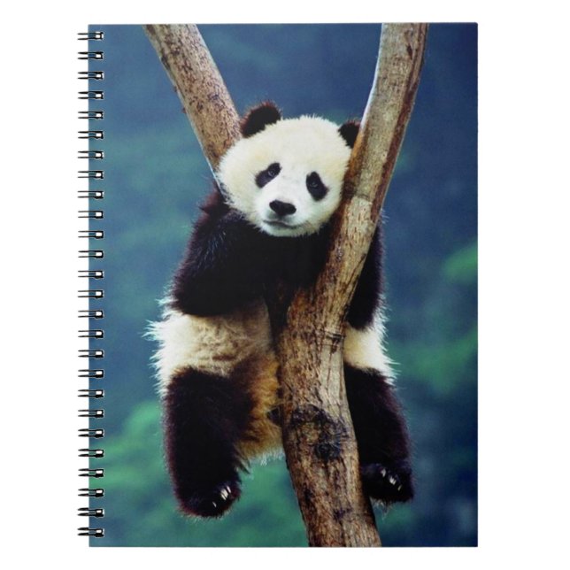 Caderno Espiral Urso Panda Bonito (Frente)