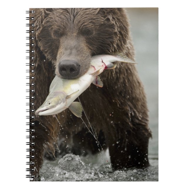 Caderno Espiral Urso pardo, ou Urso Cinzento Costeiro, Ursus (Frente)