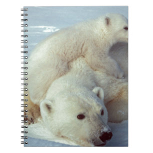 Caderno Espiral Urso Polar