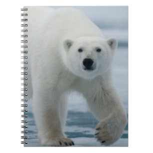 Caderno Espiral Urso Polar, Ursus Maritimus, Adulto