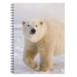 Caderno Espiral urso polar, Ursus maritimus, no gelo e neve, 2