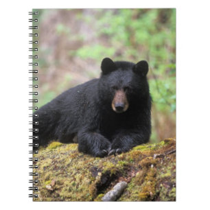Caderno Espiral Urso preto em um tronco de crescimento antigo na