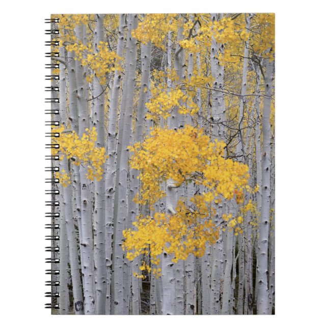 Caderno Espiral UTAH. EUA. Arvoredo de Aspen (Populus tremuloides) (Frente)