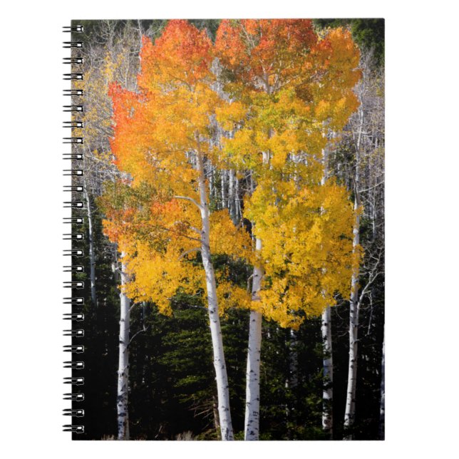 Caderno Espiral Utah, EUA. Árvores Aspen (Populus Tremuloides) 3 (Frente)