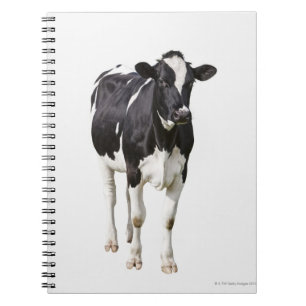 Caderno Espiral Vaca de leiteria (taurus do Bos) no fundo branco