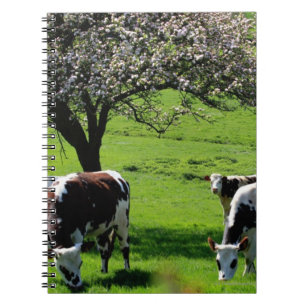 Caderno Espiral Vaca entre árvores de maçã de florescência em