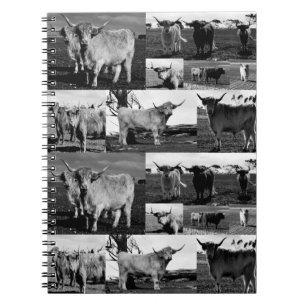 Caderno Espiral Vacas Em Highland Na Colagem De Fotos Preta, Branc