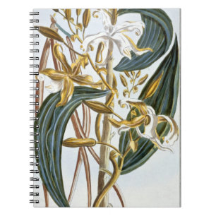 Caderno Espiral Vagens da baunilha, placa 65, 'da coleção