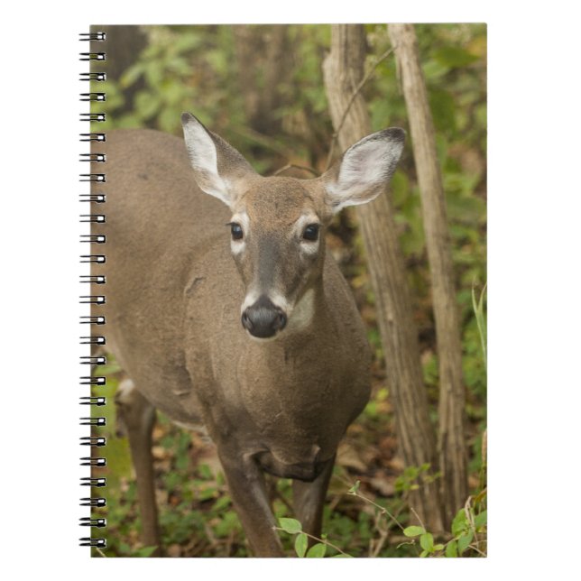 Caderno Espiral Veado Branco (Frente)
