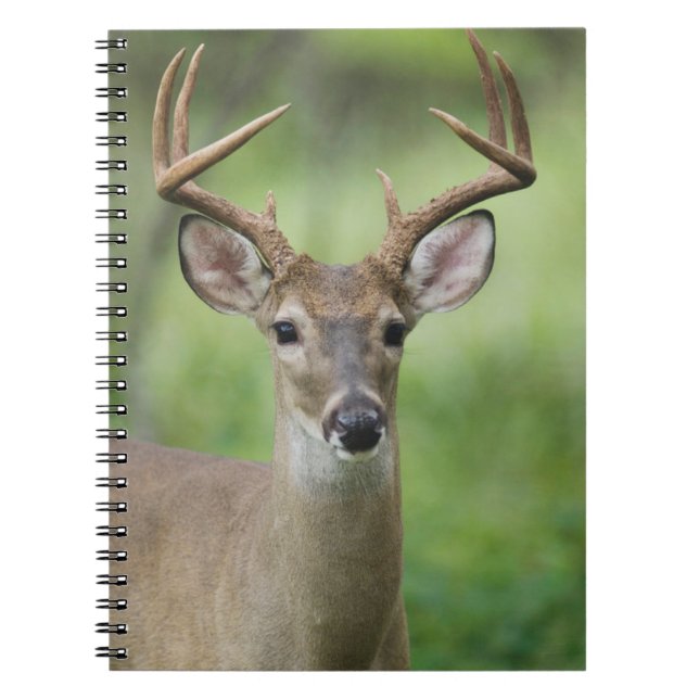 Caderno Espiral Veado branco | Hill Country, Texas (Frente)