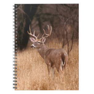 Caderno Espiral Veado Branco Parque Estadual de Choke Canyon, TX