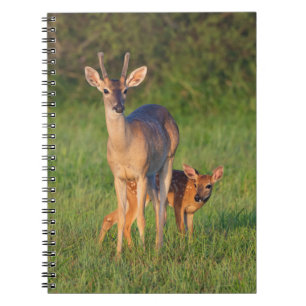 Caderno Espiral Veado-de-cauda-branca   Habitat Gramado