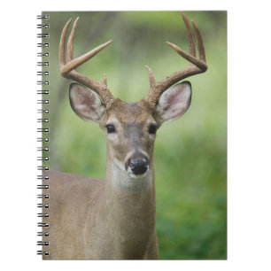 Caderno Espiral Veado-de-cauda-branca Hill Country, Texas