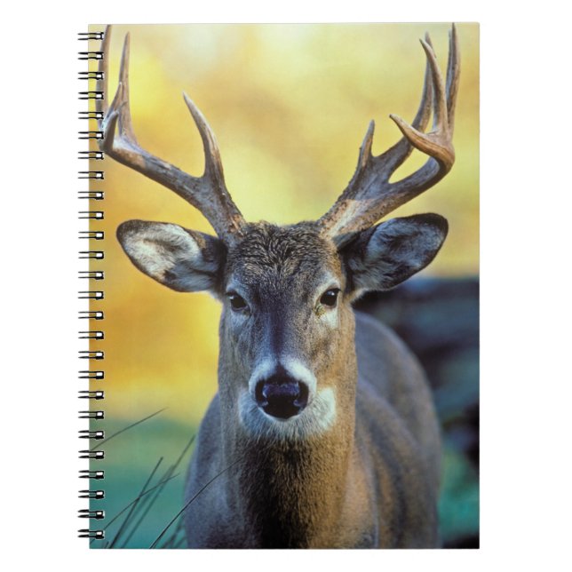 Caderno Espiral Veado-de-cauda-branca | Outono (Frente)