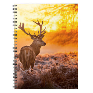 Caderno Espiral Veado Vermelho no Sol da Manhã. Veado, animal, vid