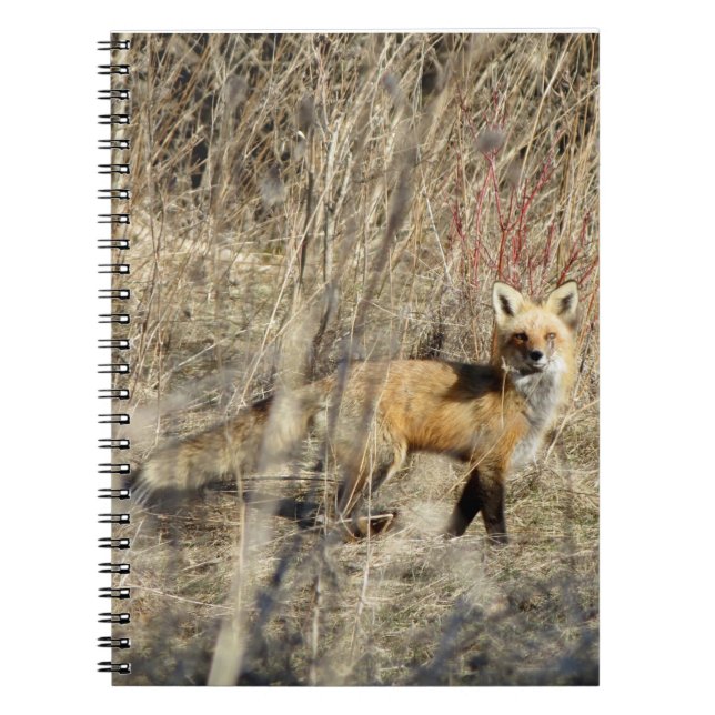 Caderno espiral vermelho de Fox do Adirondacks (Frente)