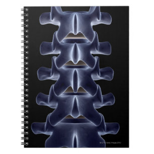 Caderno Espiral Vértebra lombar 2