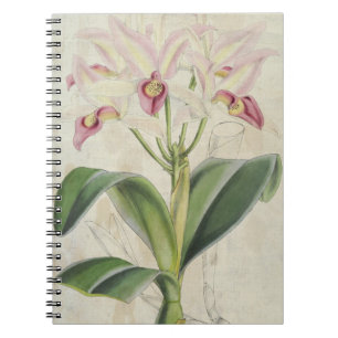 Caderno Espiral Vintage Botanan Guatemala Cattleya